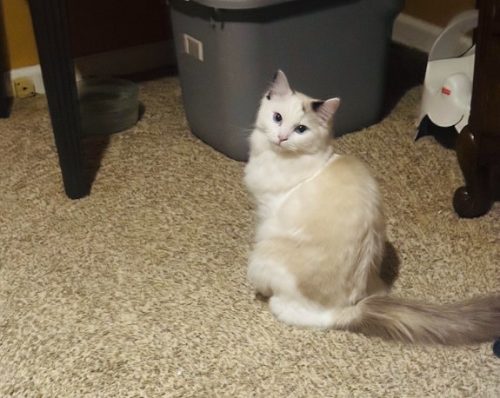Available Ragdoll Kitten IN