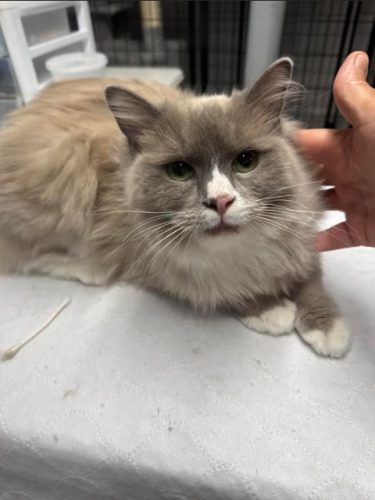 Available Ragdoll Kitten IN