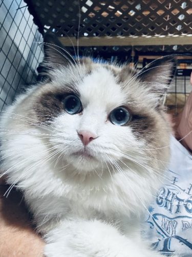 Available Ragdoll Kitten IN