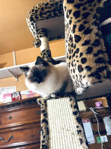 Available Ragdoll Kitten IN