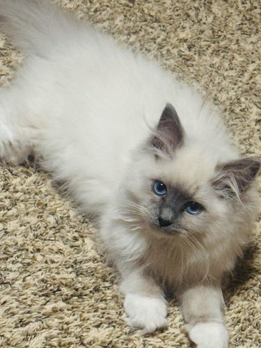 Available Ragdoll Kitten IN