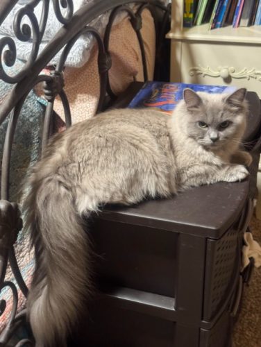 Available Ragdoll Kitten IN